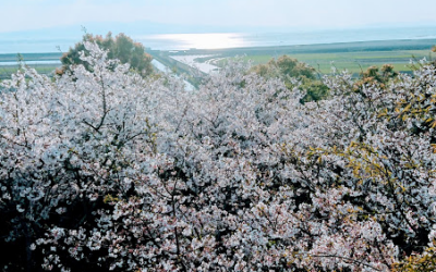 展望台からの桜