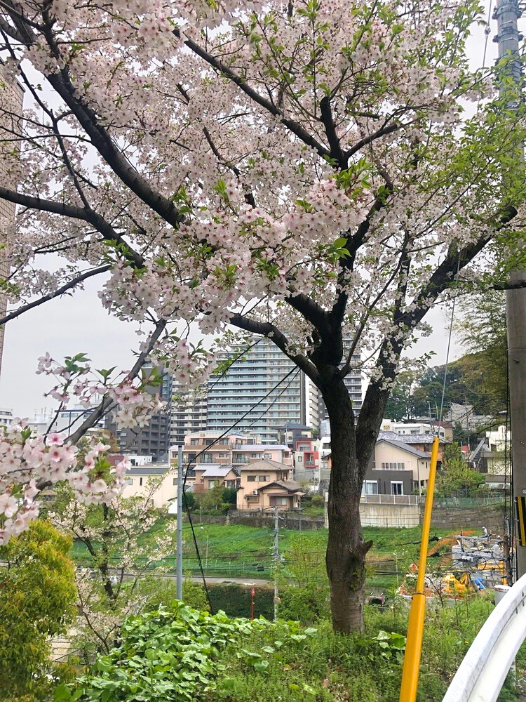 高台からの桜