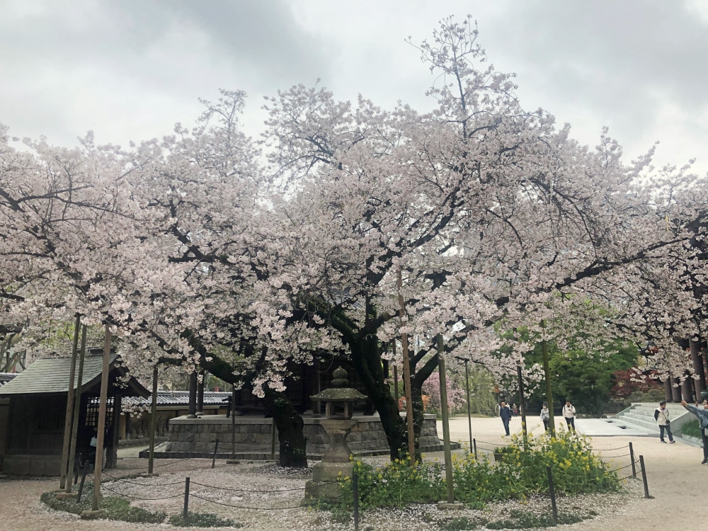 大きな2本の桜
