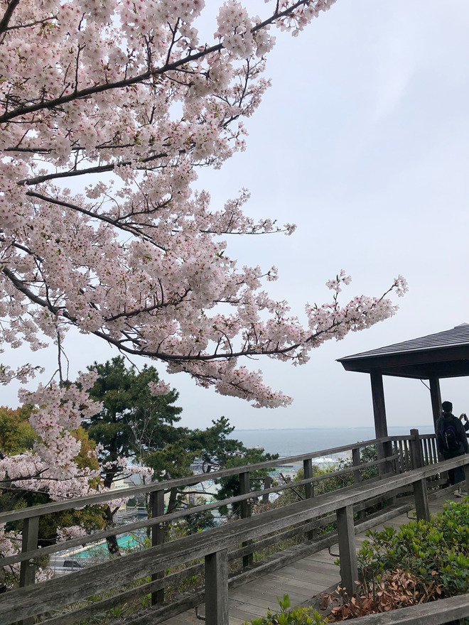 中央展望台の桜
