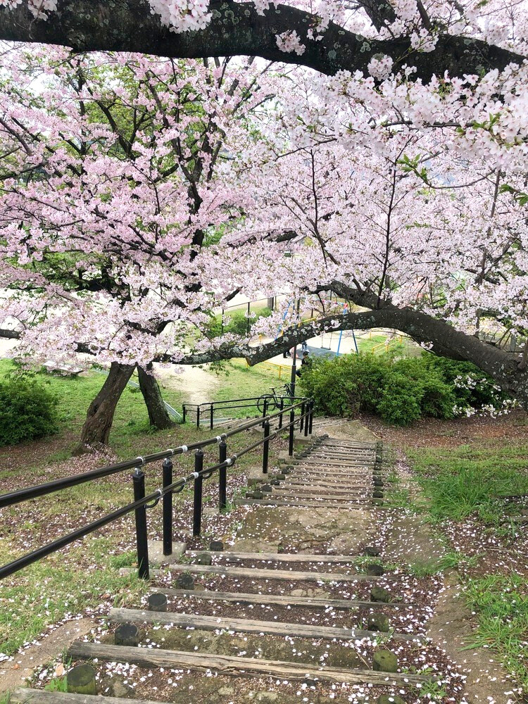 階段途中の桜
