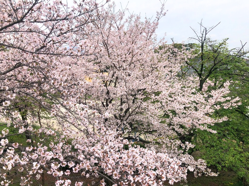 写真いっぱいに広がる桜