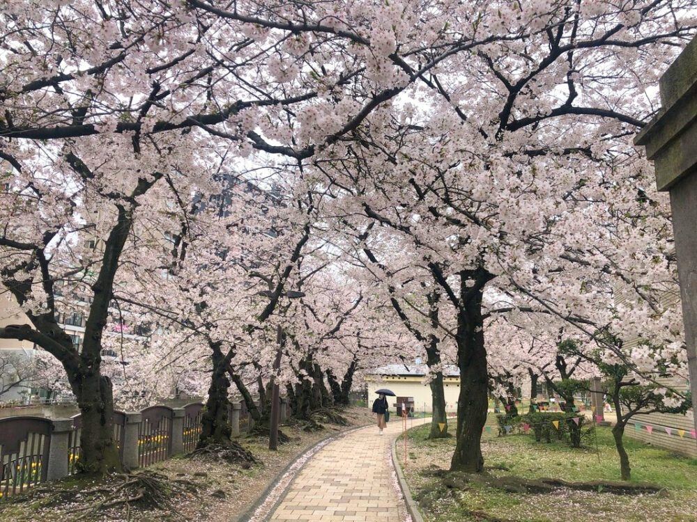 遊歩道と桜