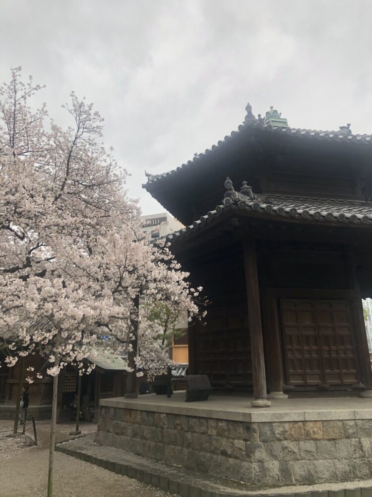 六角堂と桜