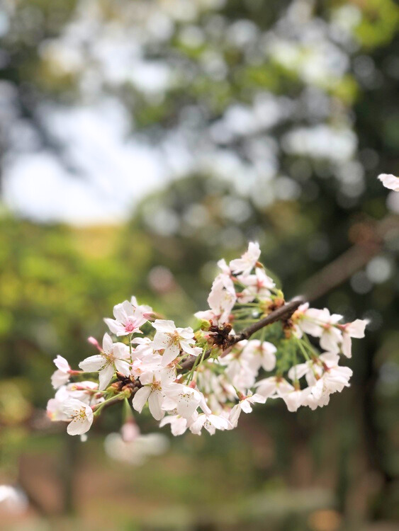 桜のポートレート