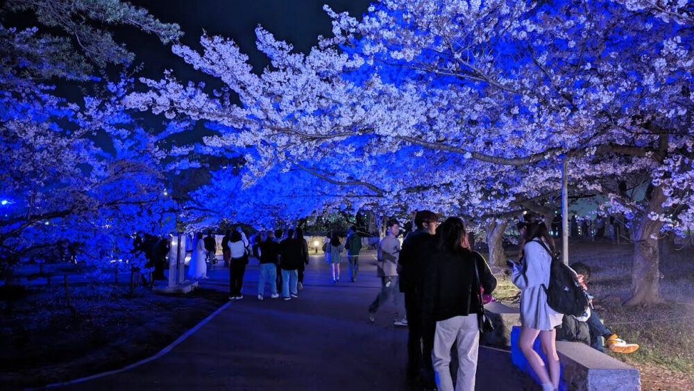 青く染まる桜