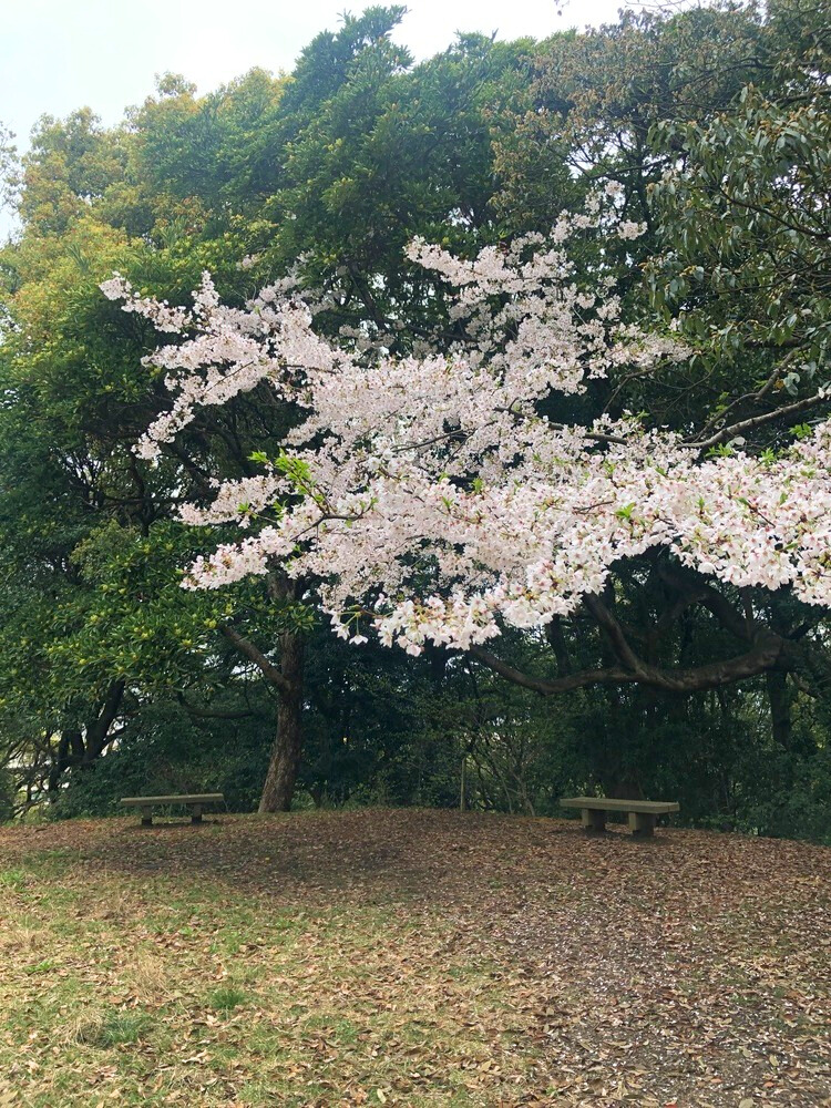 中心部の桜