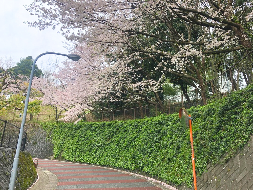 公園添いの道に咲く桜