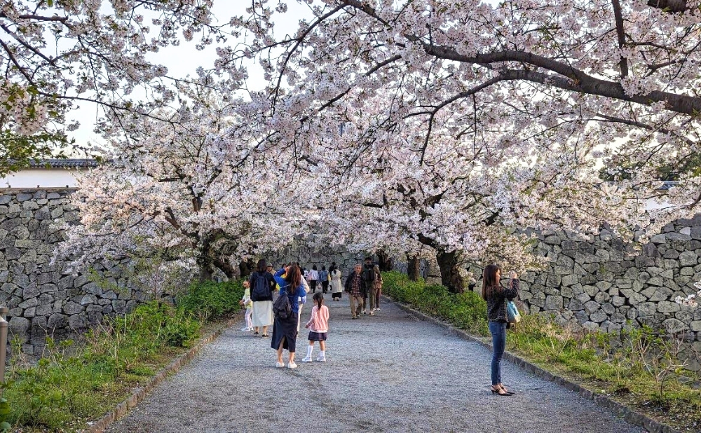 下之橋御門の桜