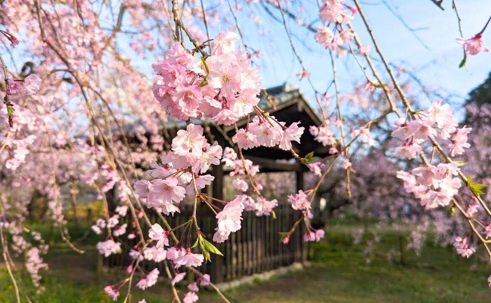 桜園の桜
