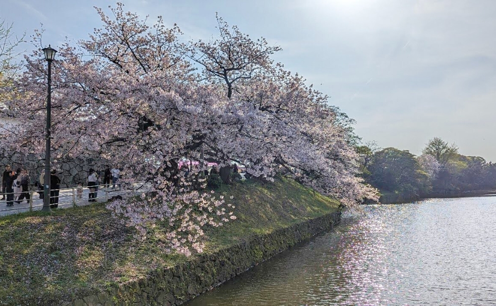 橋から見える桜