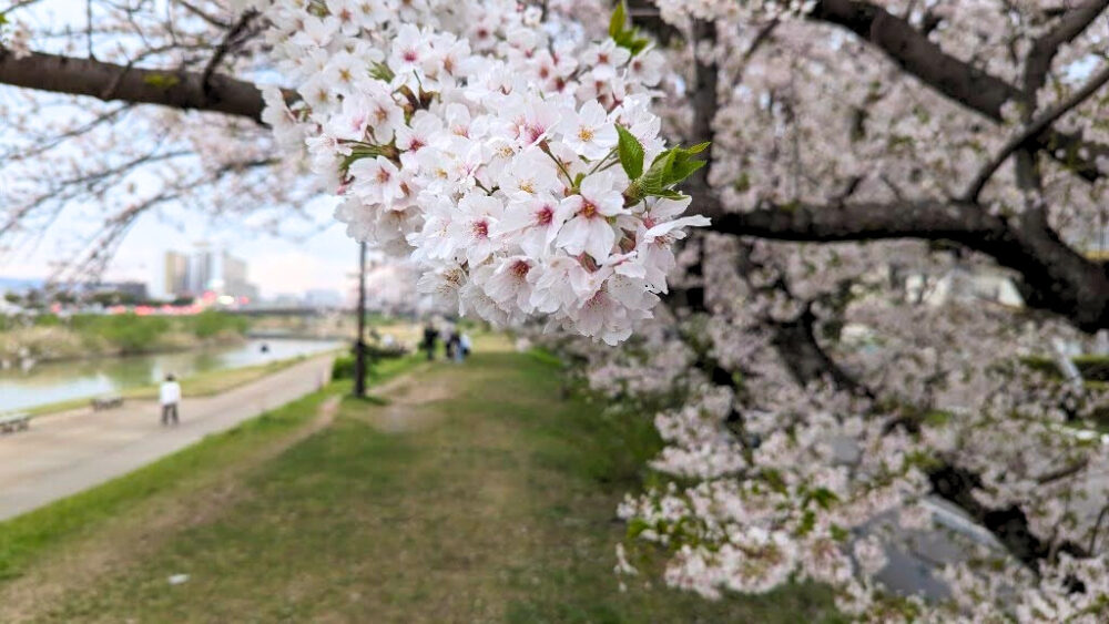 桜のポートレート写真