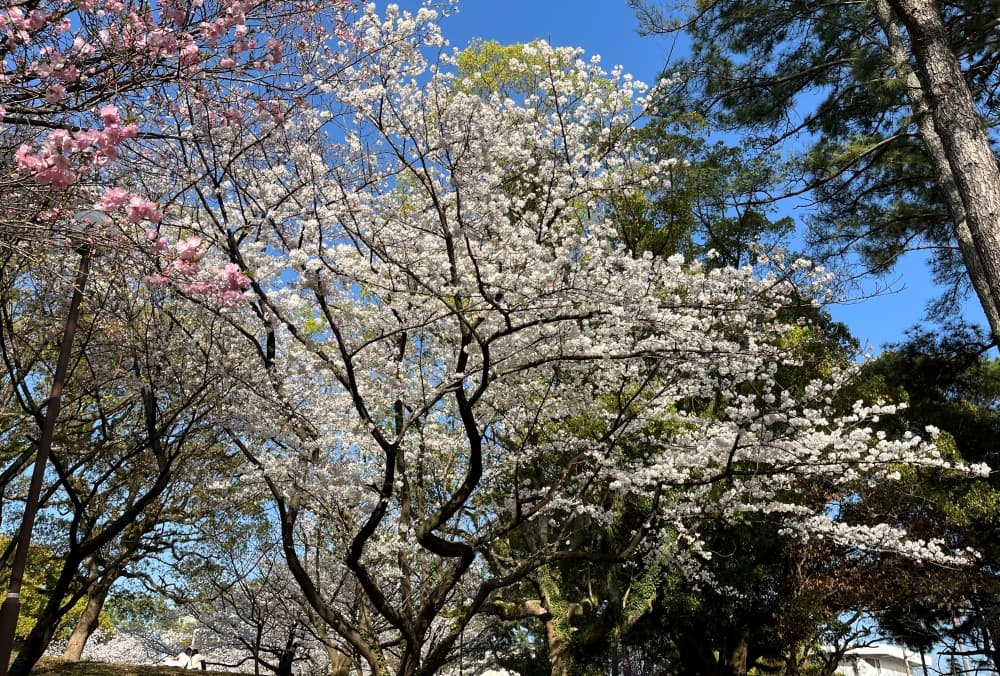 何種類もの桜が咲いている