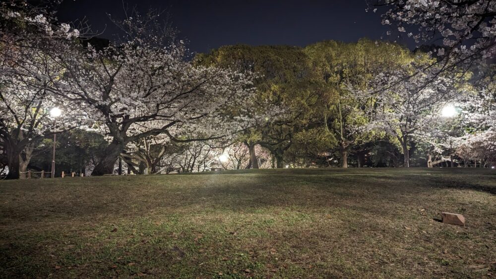 桜の丘の夜桜