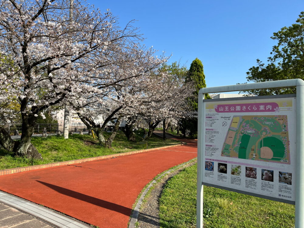 桜の案内看板と桜