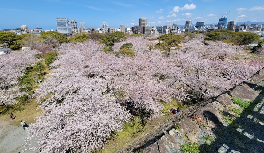 市街地と桜