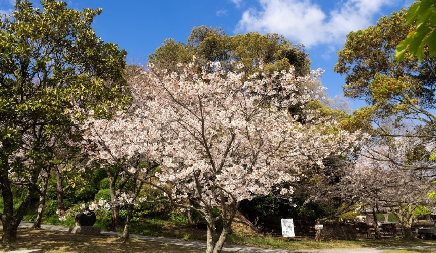 開運桜