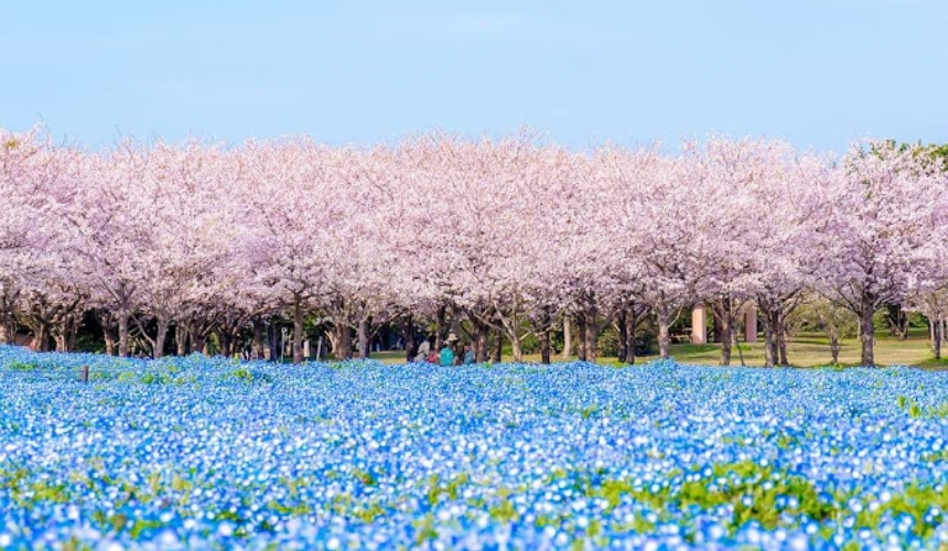 ネモフィラと桜