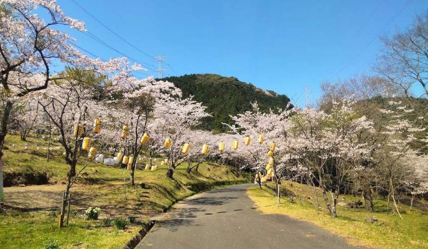 桜並木道