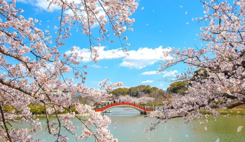 赤い橋と桜