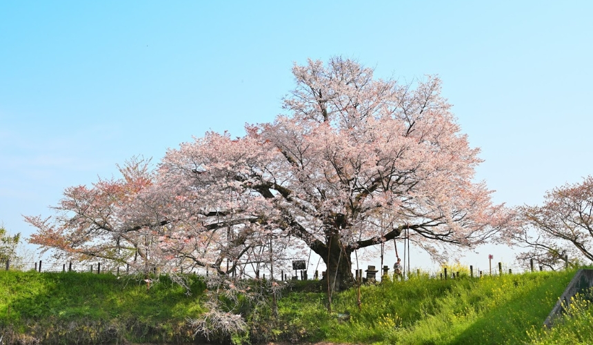 大きな桜