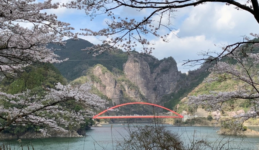 赤い橋と桜