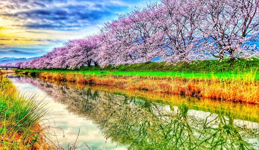 水面に映る桜