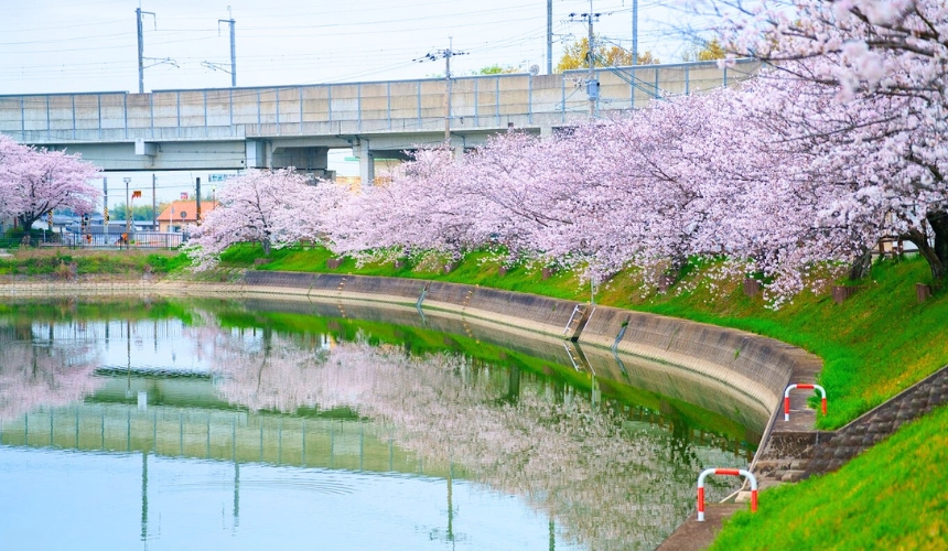 川沿いの桜