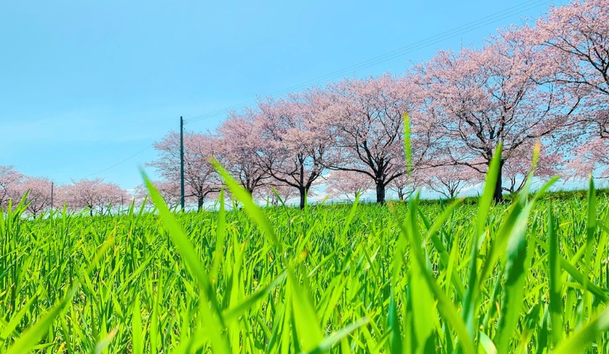 遠目から見た桜