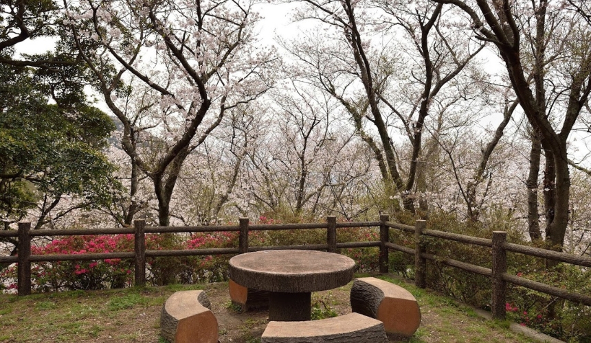 頂上の桜