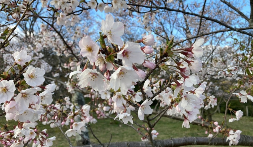 桜