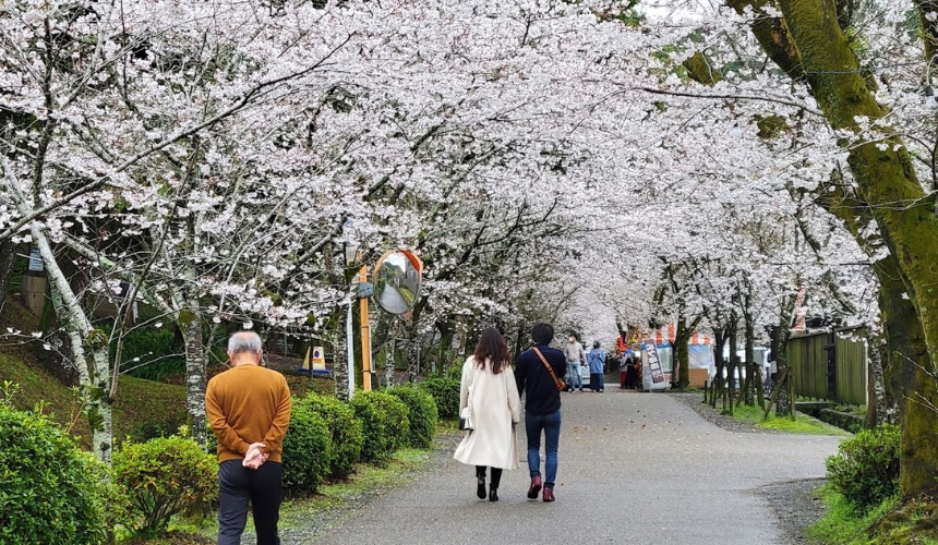 桜のトンネル