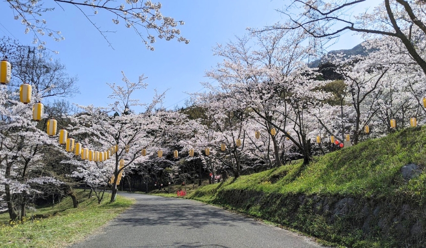 桜並木道