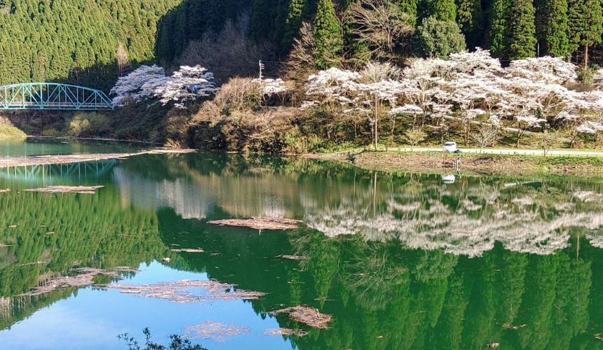 水面に映る桜