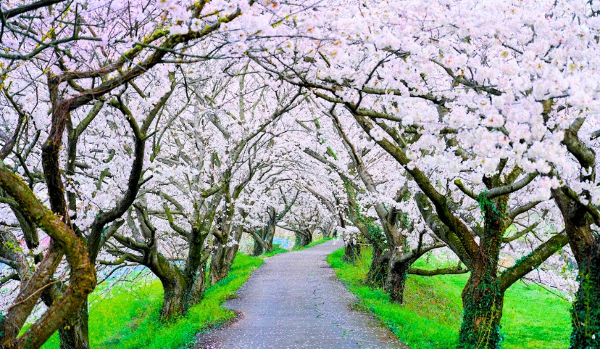 桜並木道