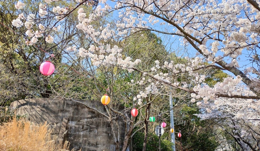 提灯と桜