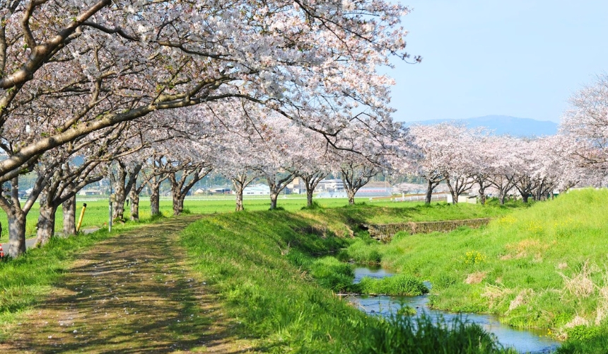 川沿いの桜