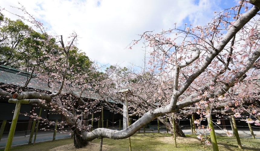 境内の桜