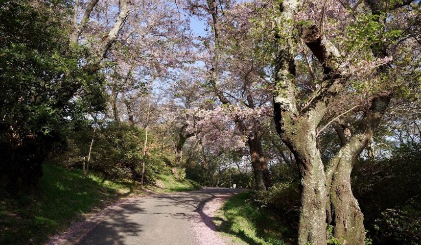 山道にある桜