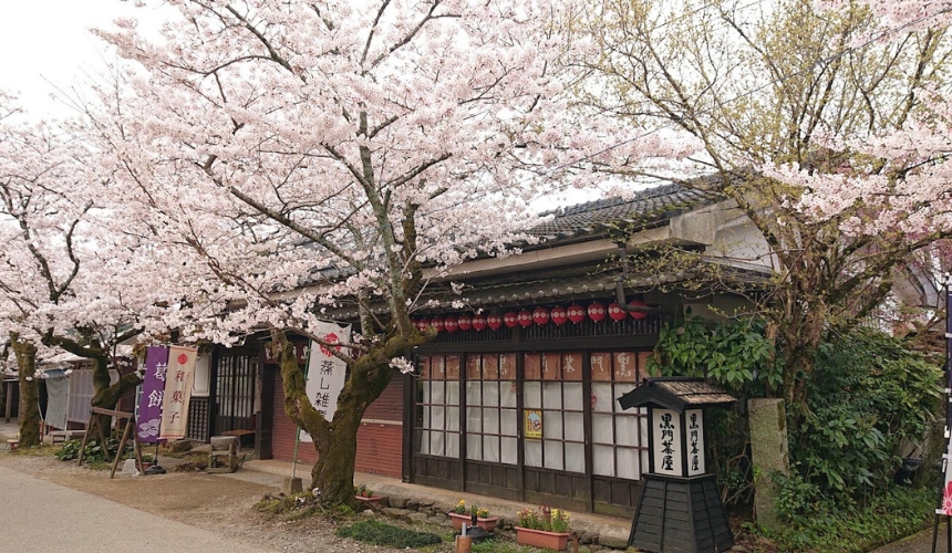 建物と桜