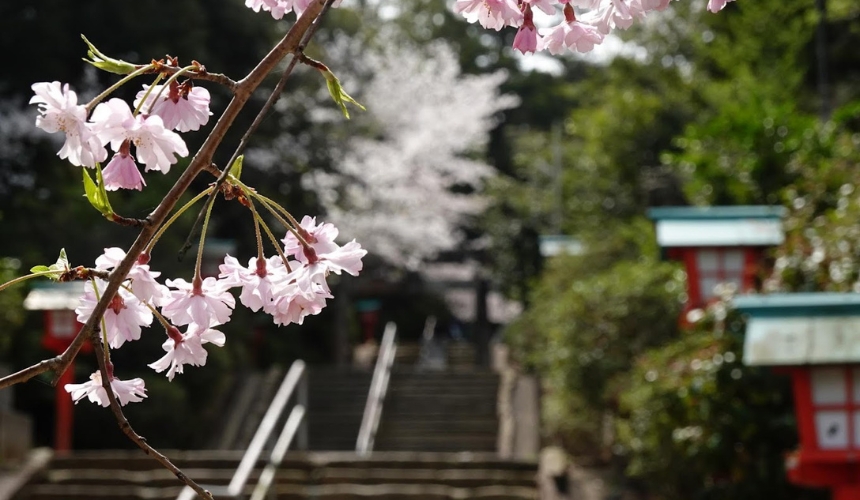 神社前の桜