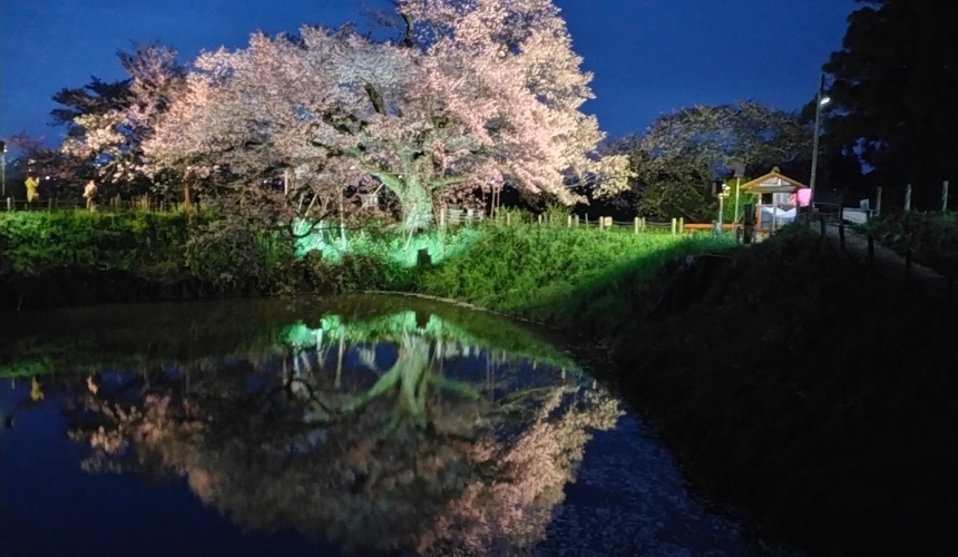 ライトアップした桜