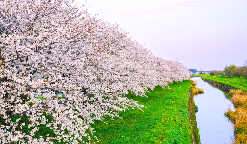 川沿いの桜