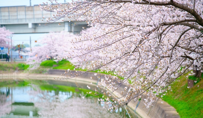 水面に映る桜