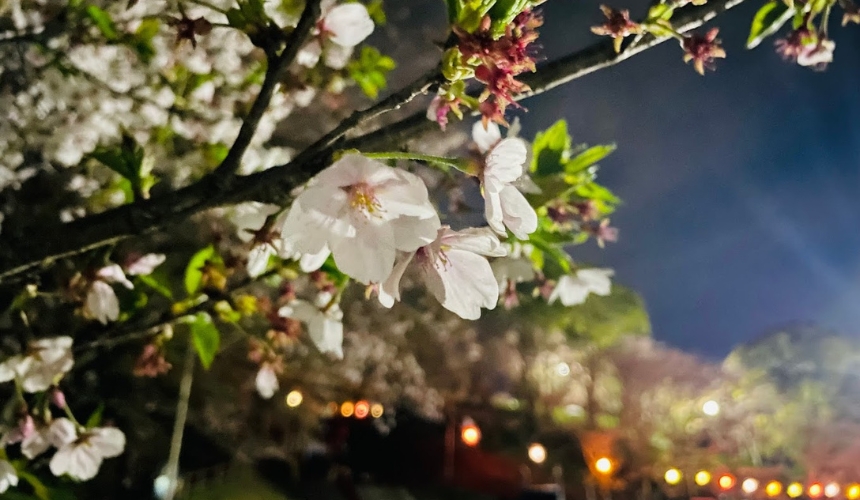 夜桜