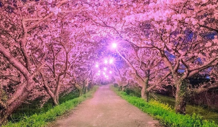 ライトアップされた桜