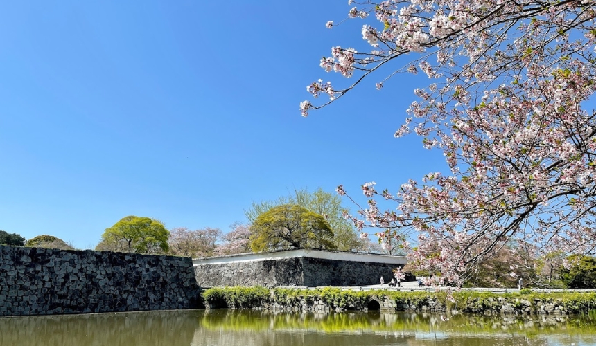 堀と桜