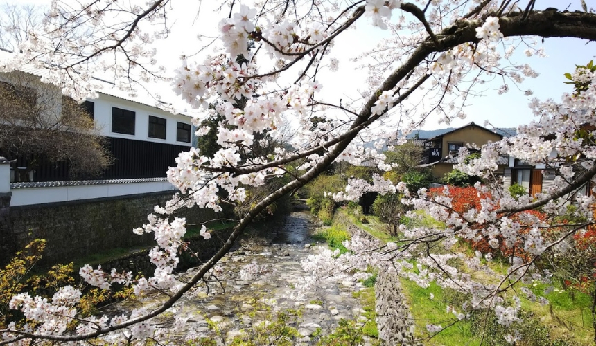 桜のアップ