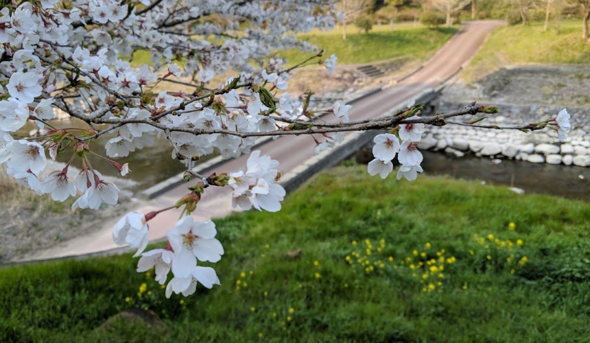 桜のポートレート