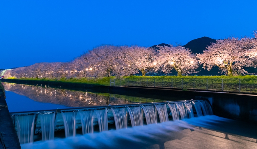 ライトアップされた夜桜